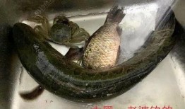 永康爆料鱼夫人被打视频,现场视频曝光，真相令人震惊